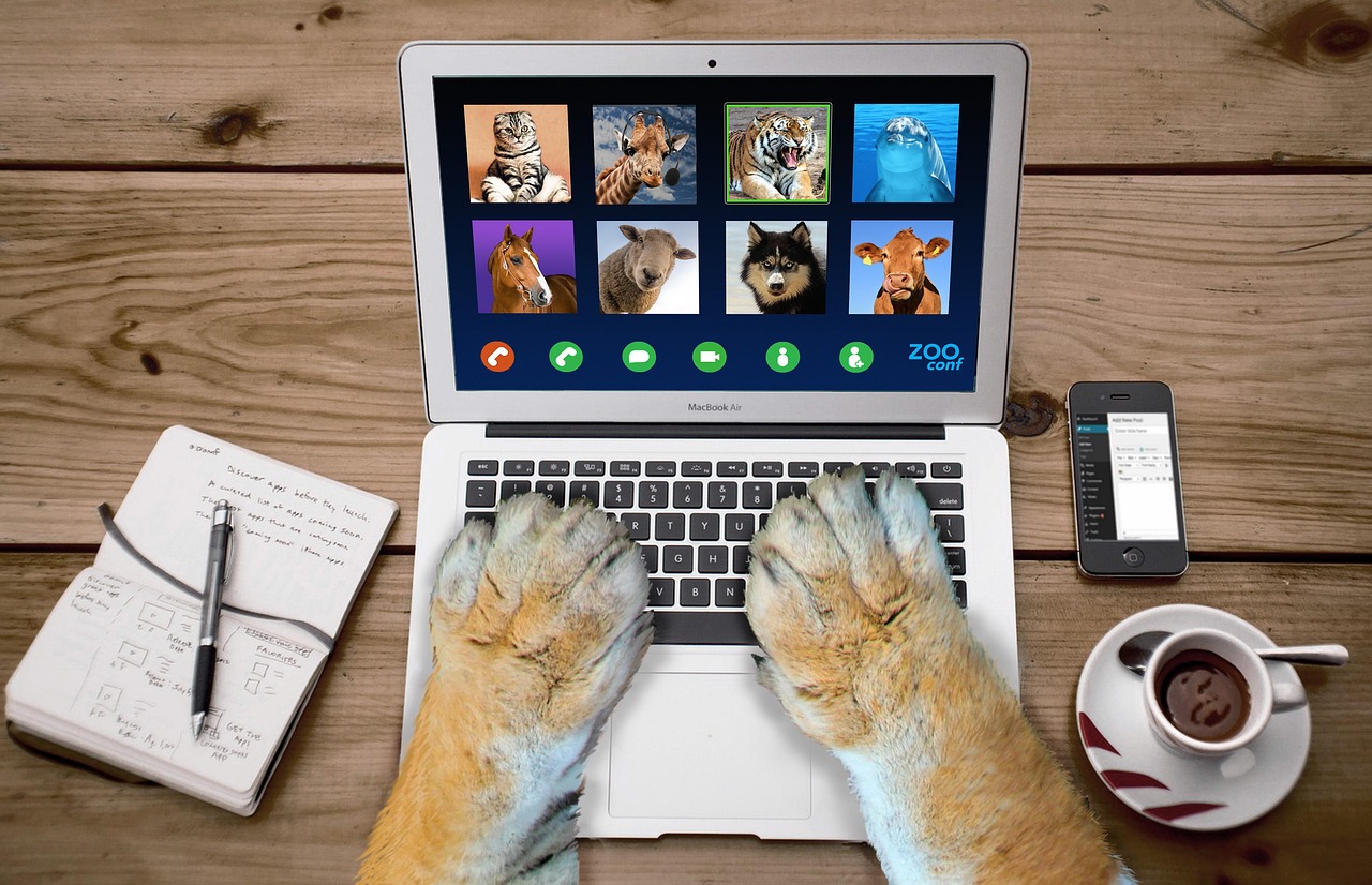 video call, video, conference, zoom, online, skype, meeting, computer, laptop, homework, meet, web, zoo, animals, funny animals, cat, giraffe, tiger, dolphin, horse, nature, sheep, pet, dog, cow, animal, funny tiger, funny zoom